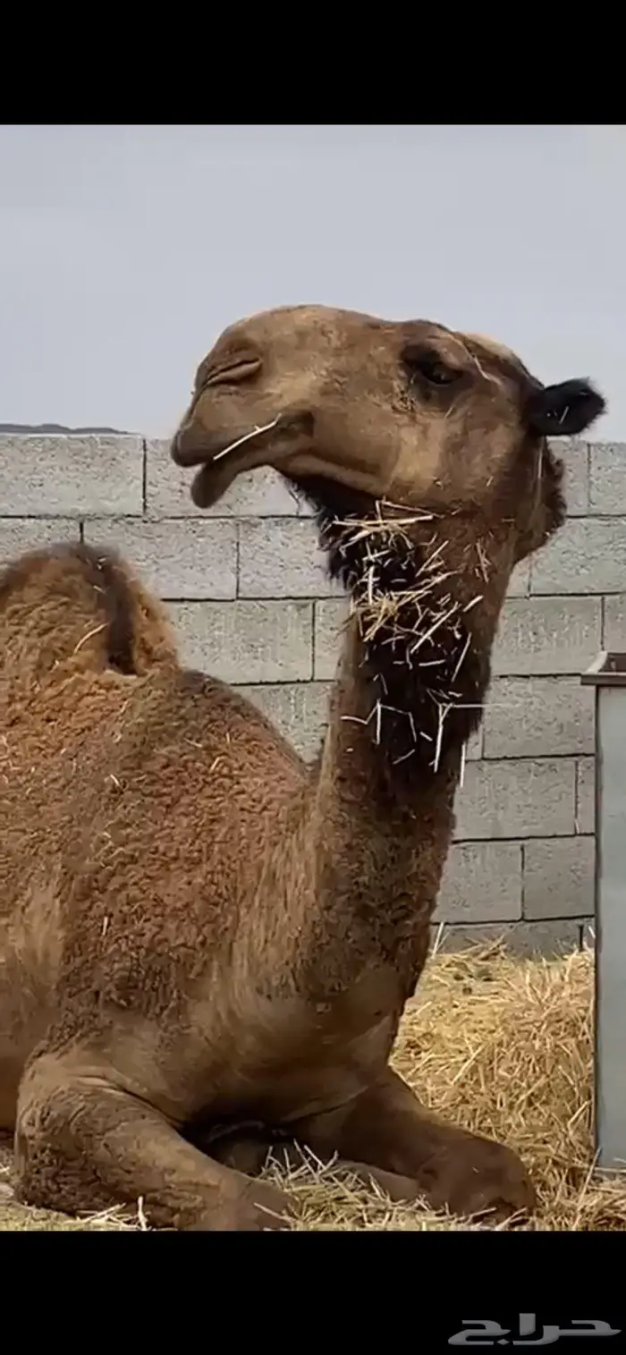 للبيع قعود فريحي الشراي الصامل يتصل على الرقم 1