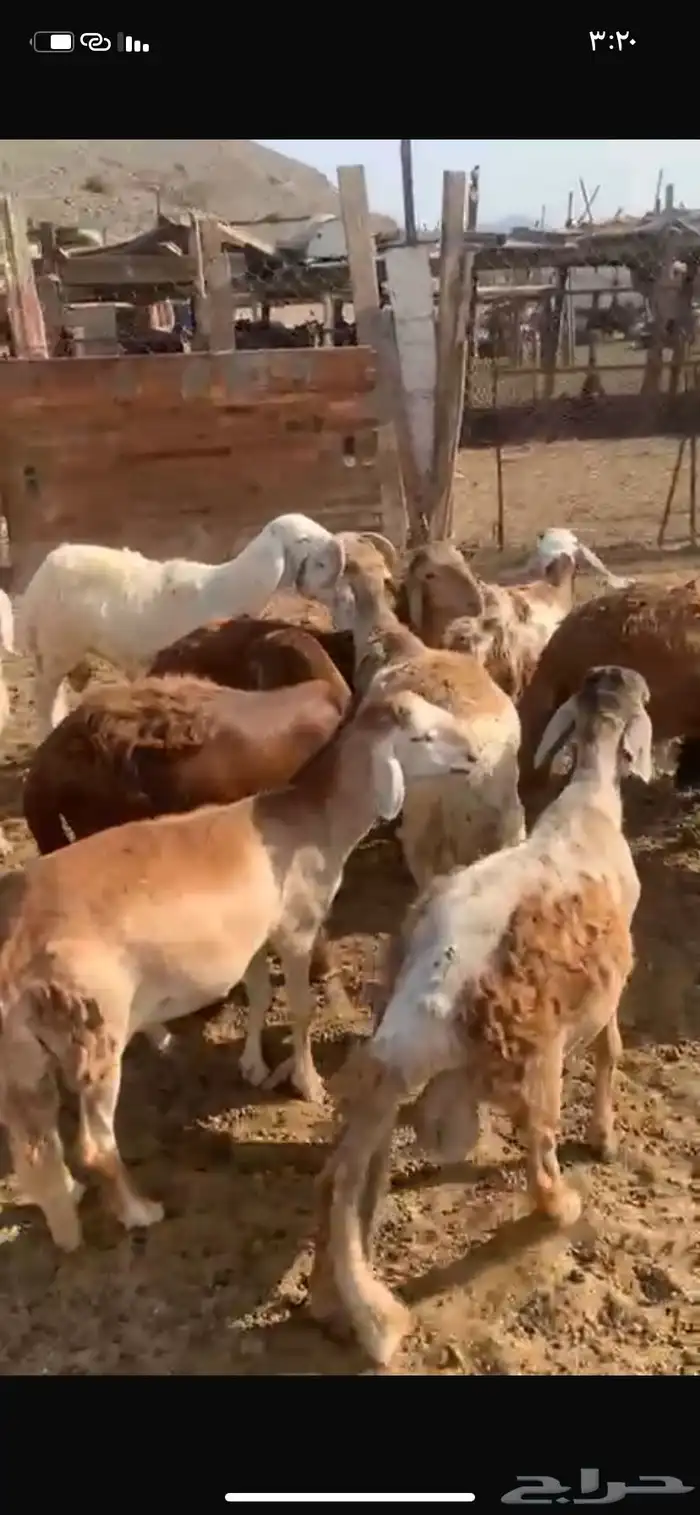 ذبايح حري و سواكني و تيوس يوجد تقسيط تابي يوجد توصيل 3