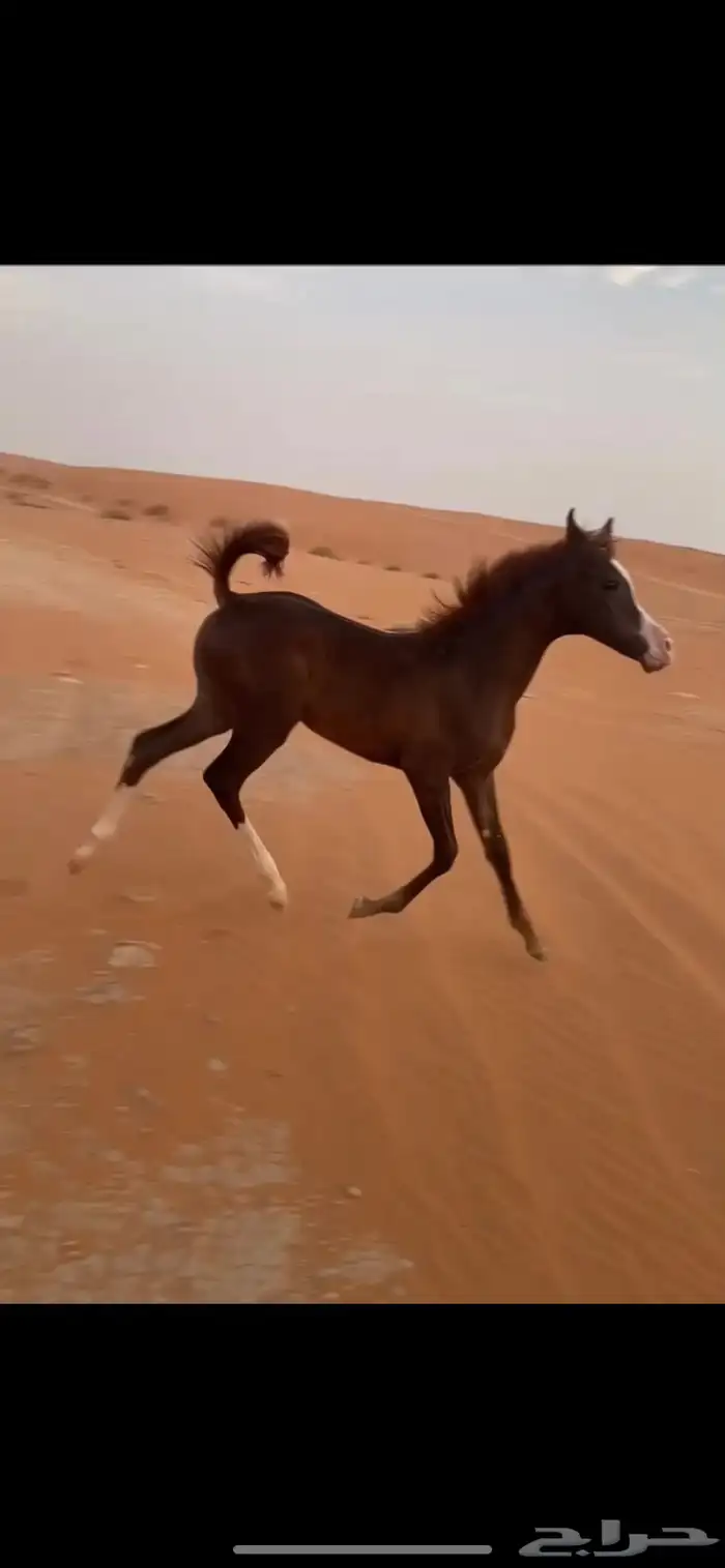 مهره عربيه واهو للبيع 0