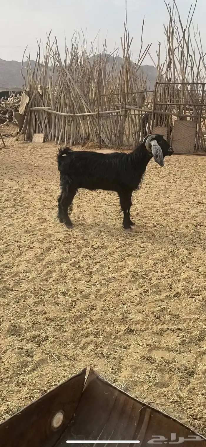 عنز دافع للبيع 2