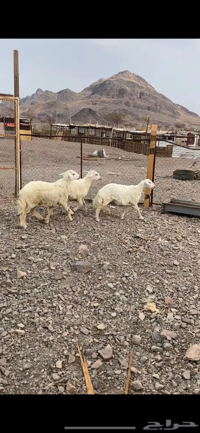 طلي ورخلين ذبايح 0