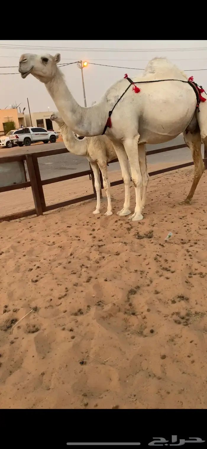 عشرا كفو 3