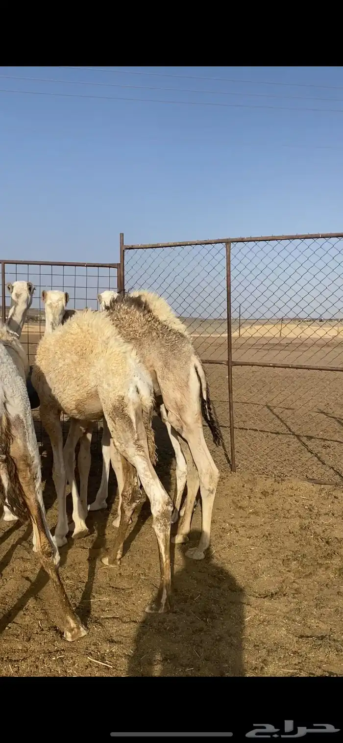 حشو تربية طيبة 0