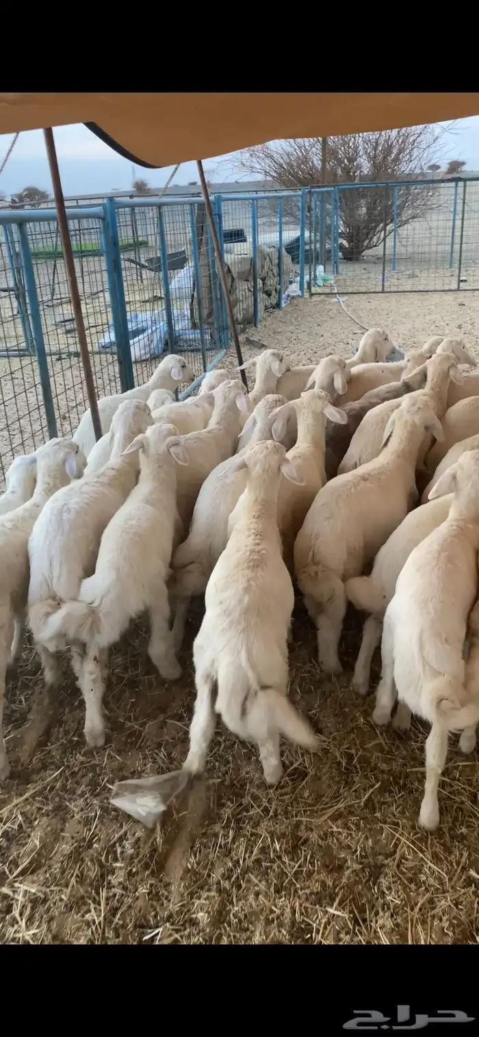 بهم تربيه تم البيع اضغط متابعه يصلك كل جديد 0