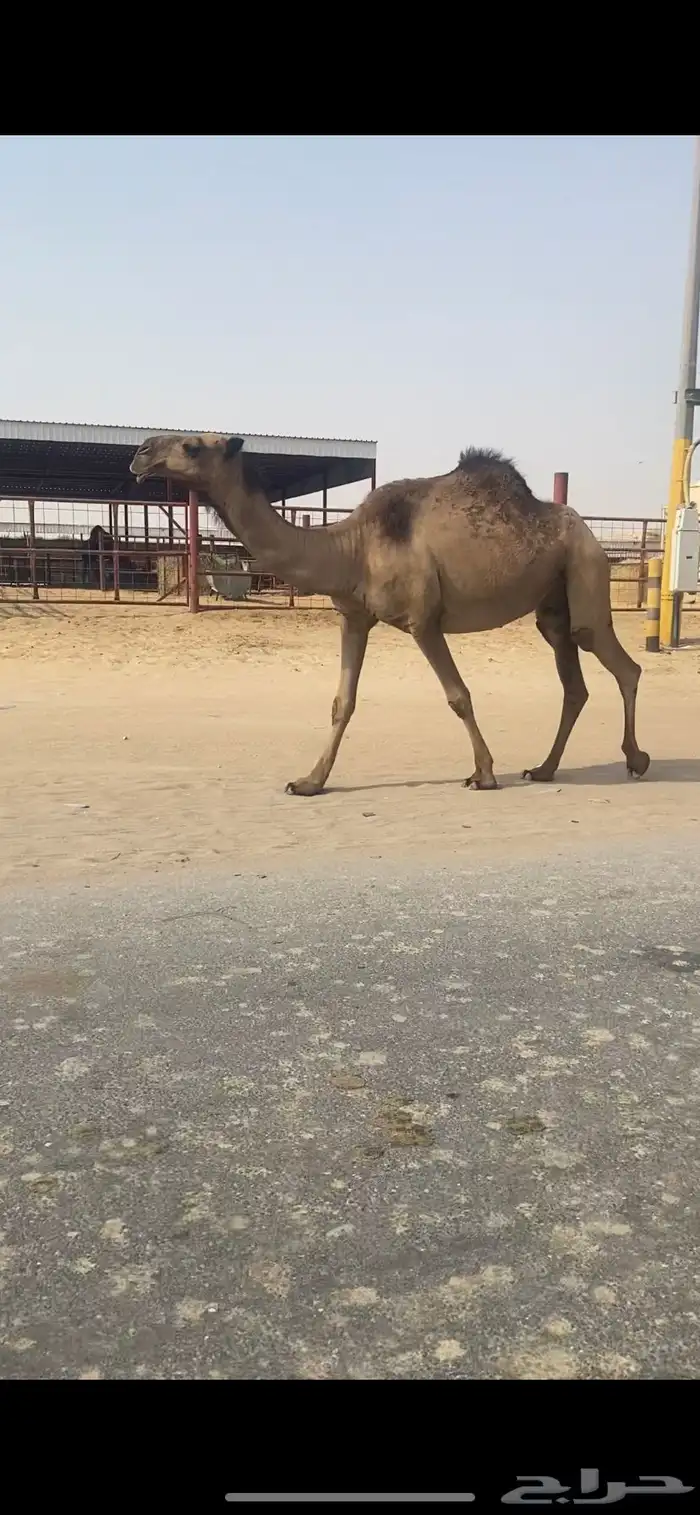 لقحه وبكره 0