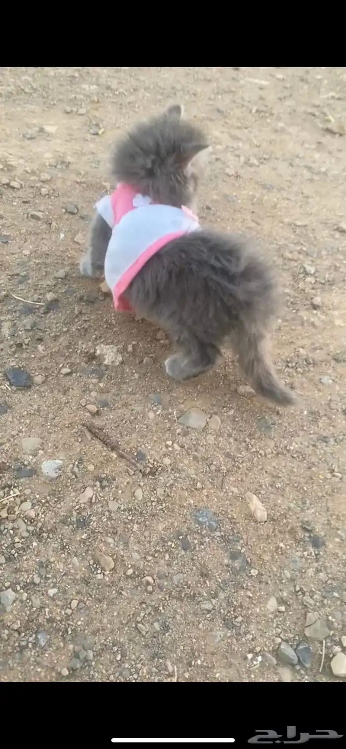 قطو للبيع 1