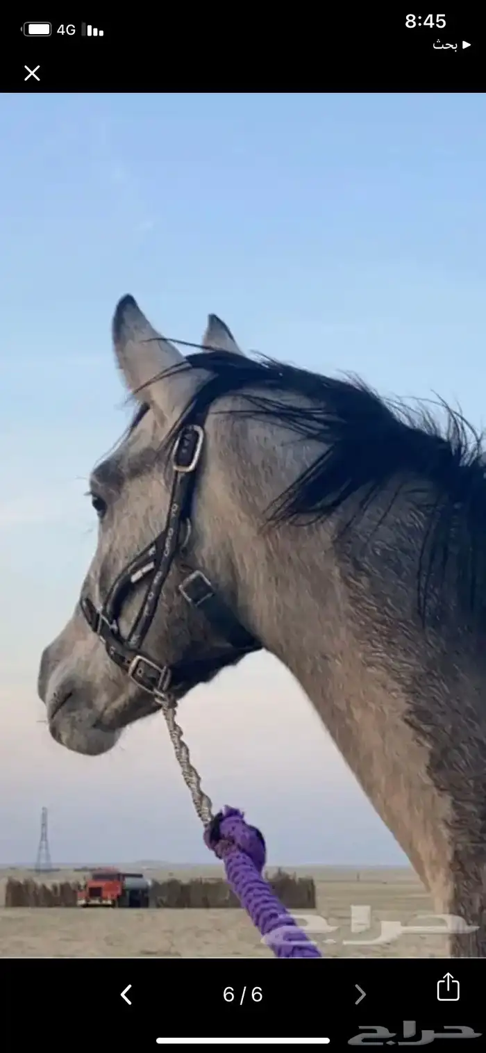 خيل 2