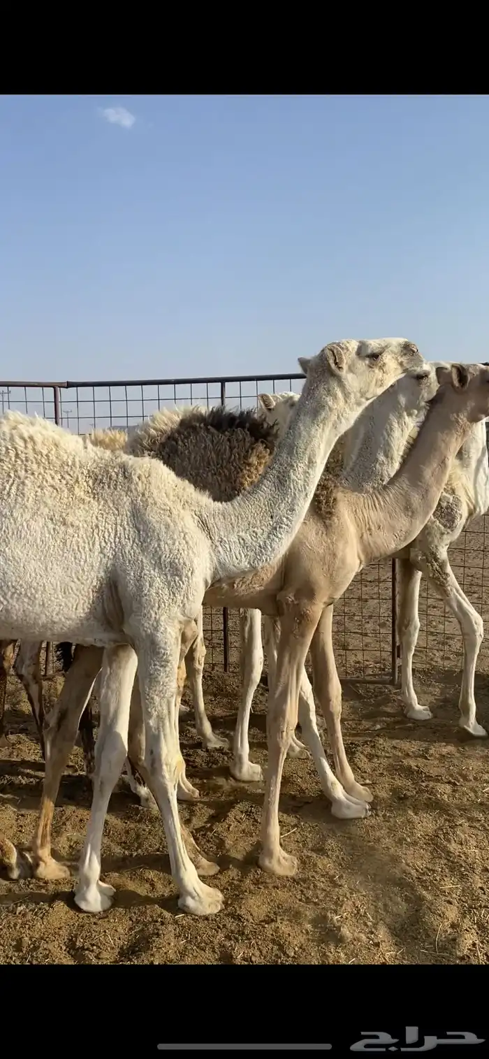 حشو تربية طيبة 1