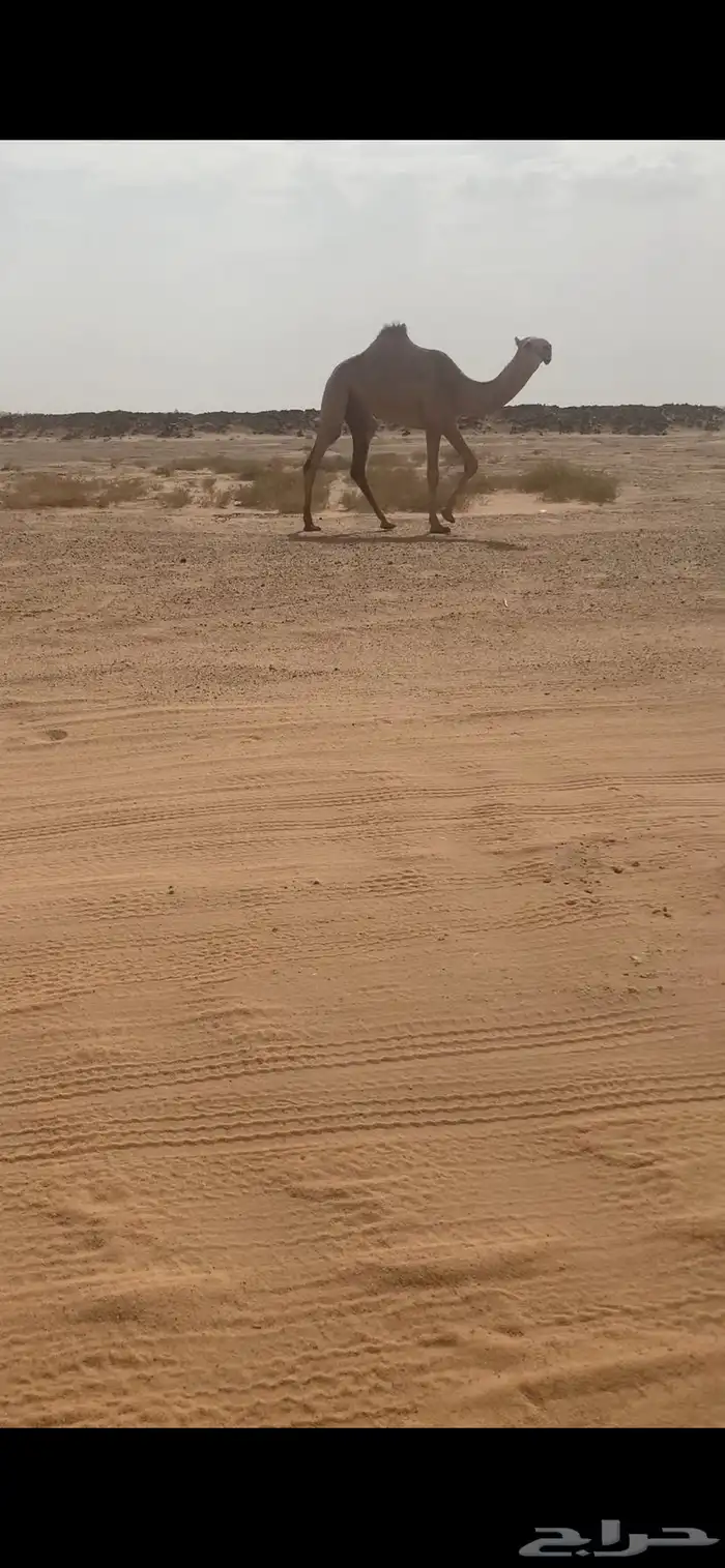 بكار مفاريد شقح باتليات 2