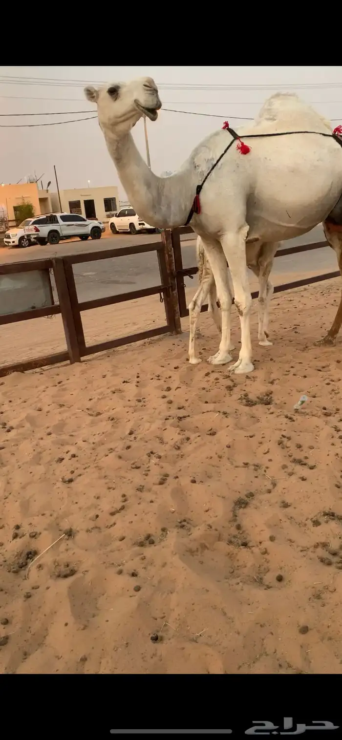 عشرا كفو 4
