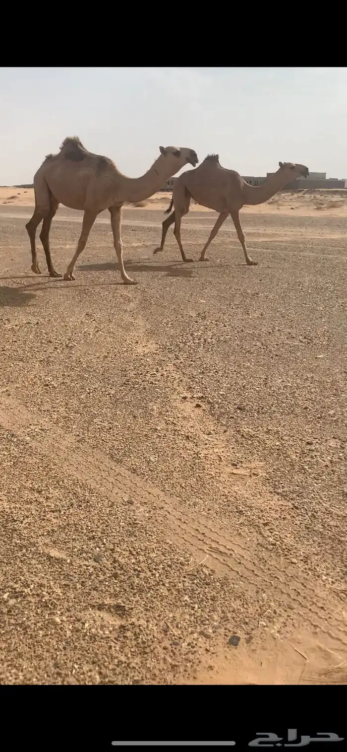 بكار مفاريد شقح باتليات 0
