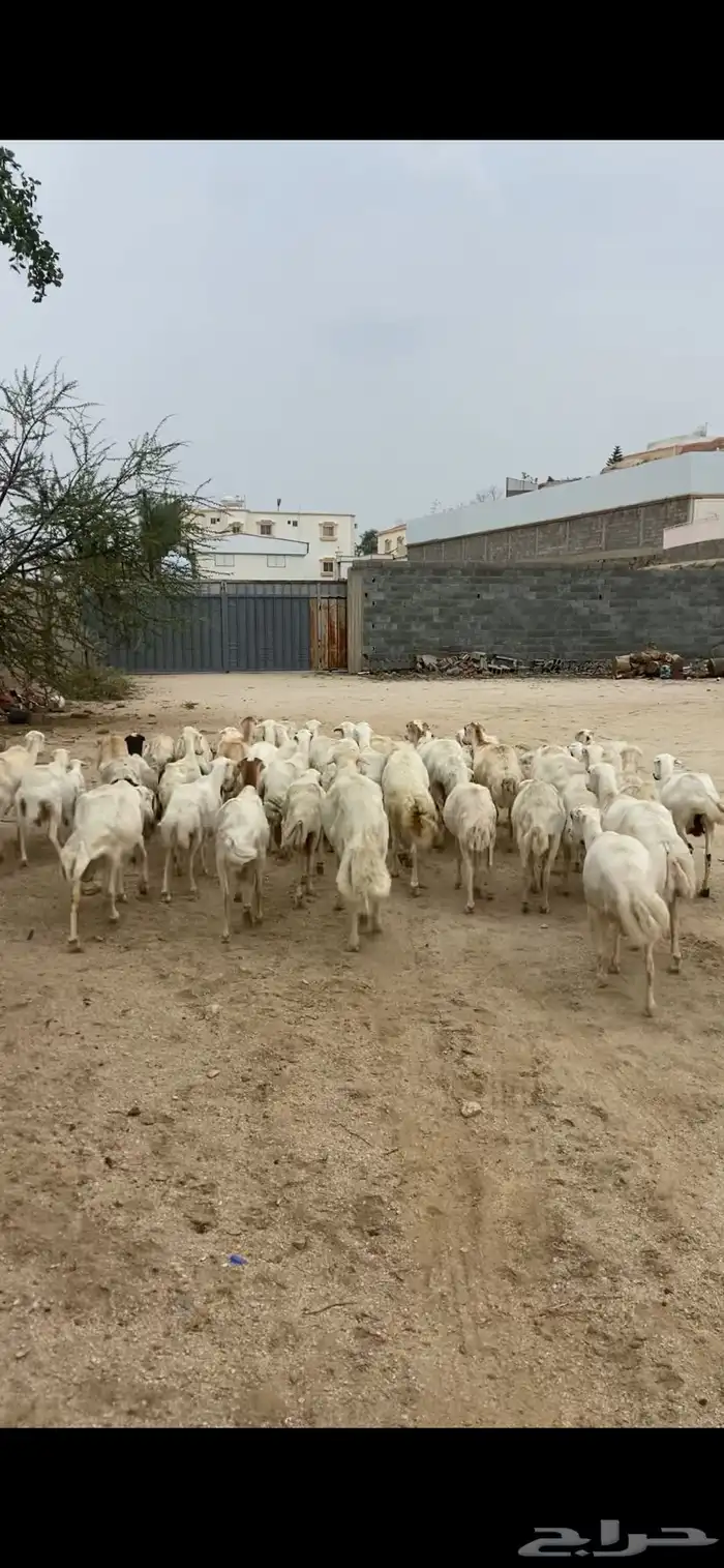 غنم للبيع رفد 2