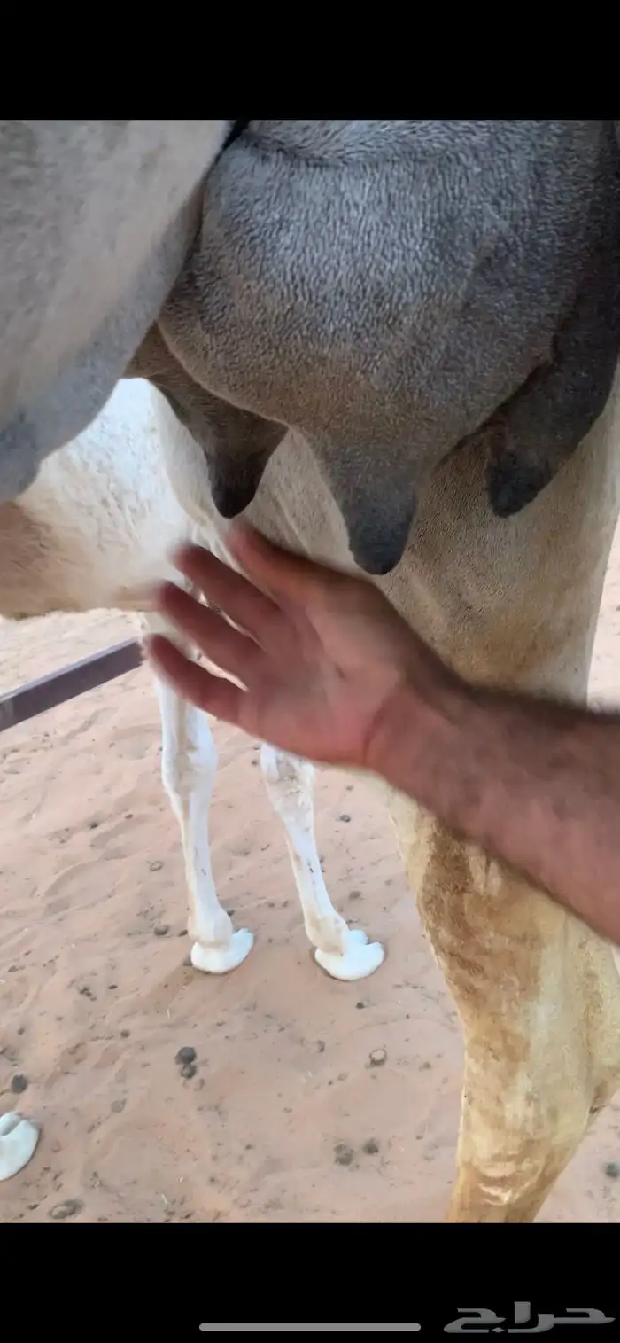 عشرا كفو 5