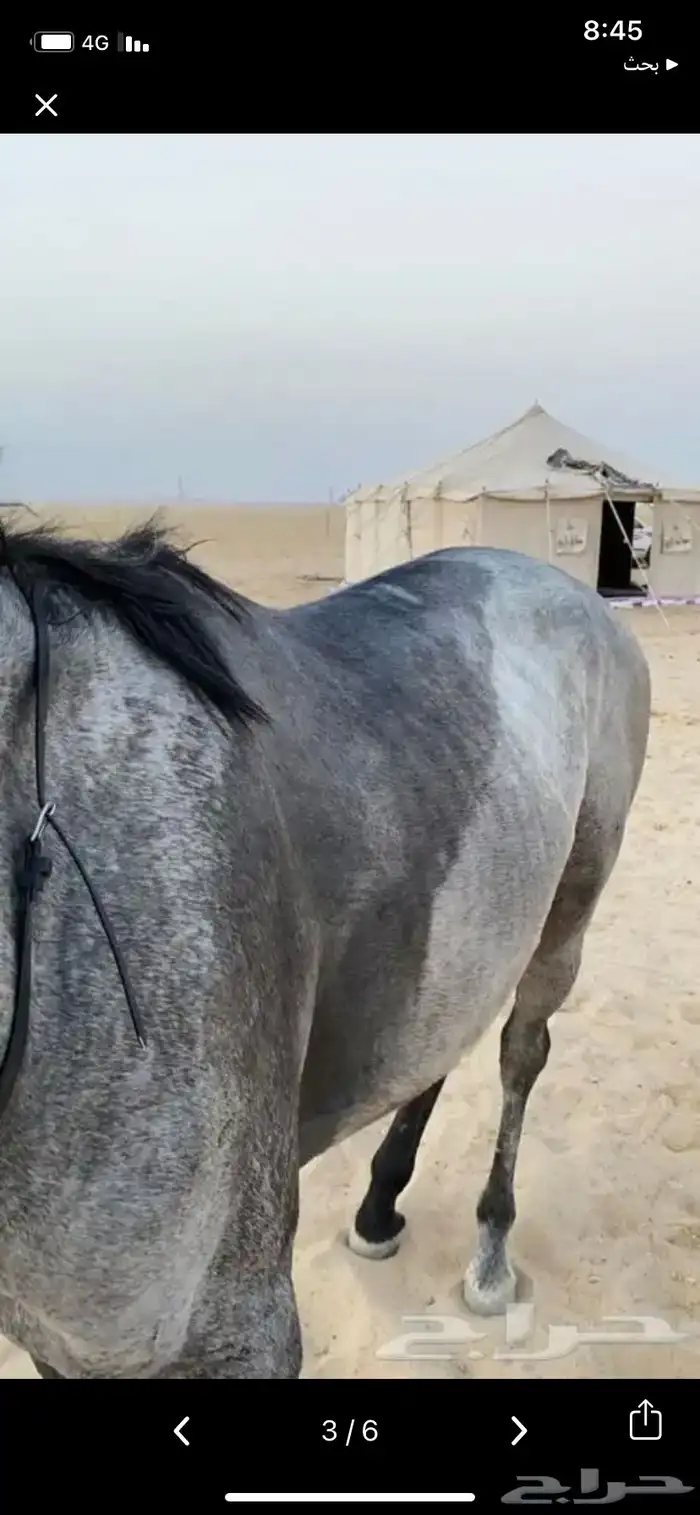 خيل 1