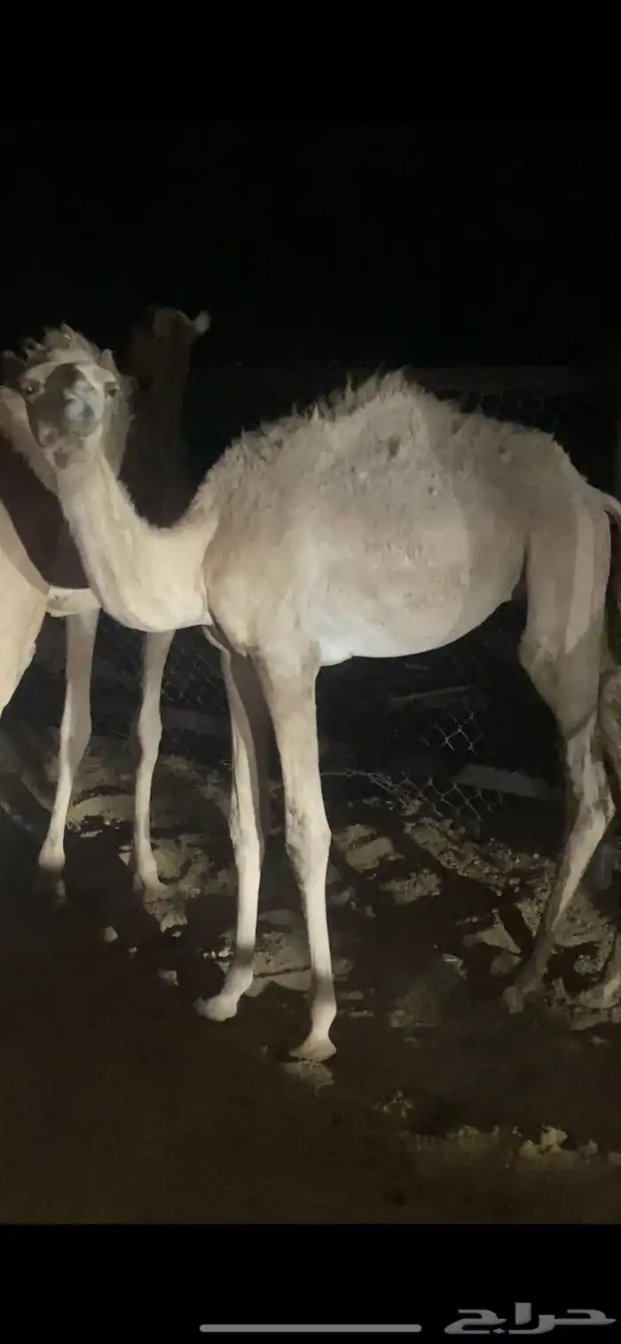 قعود البيع لحم 0