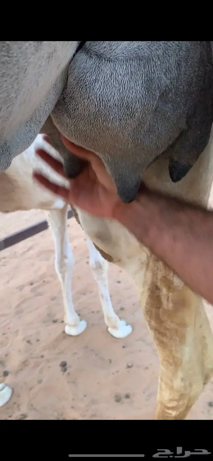 عشرا كفو 6