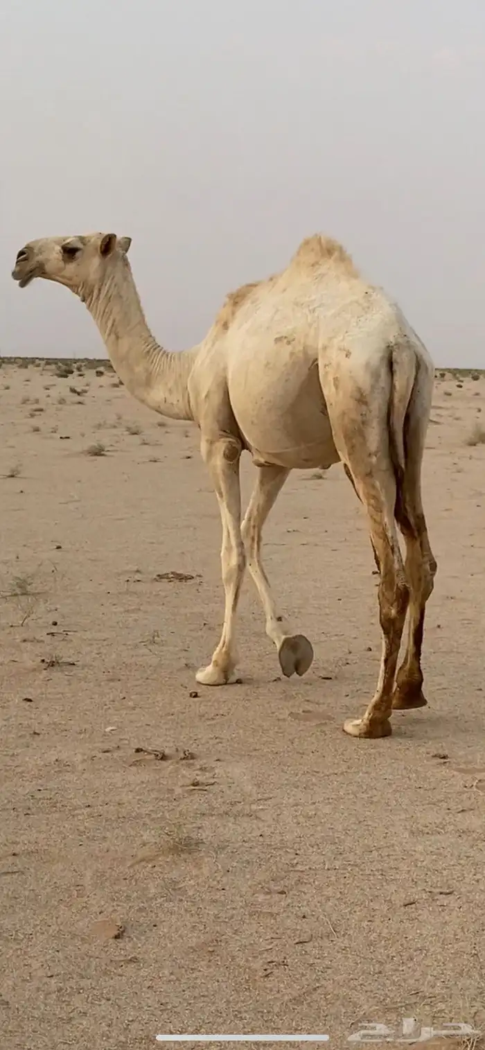 قعود كفو مفرود جده الازرق الموقع عفيف 1