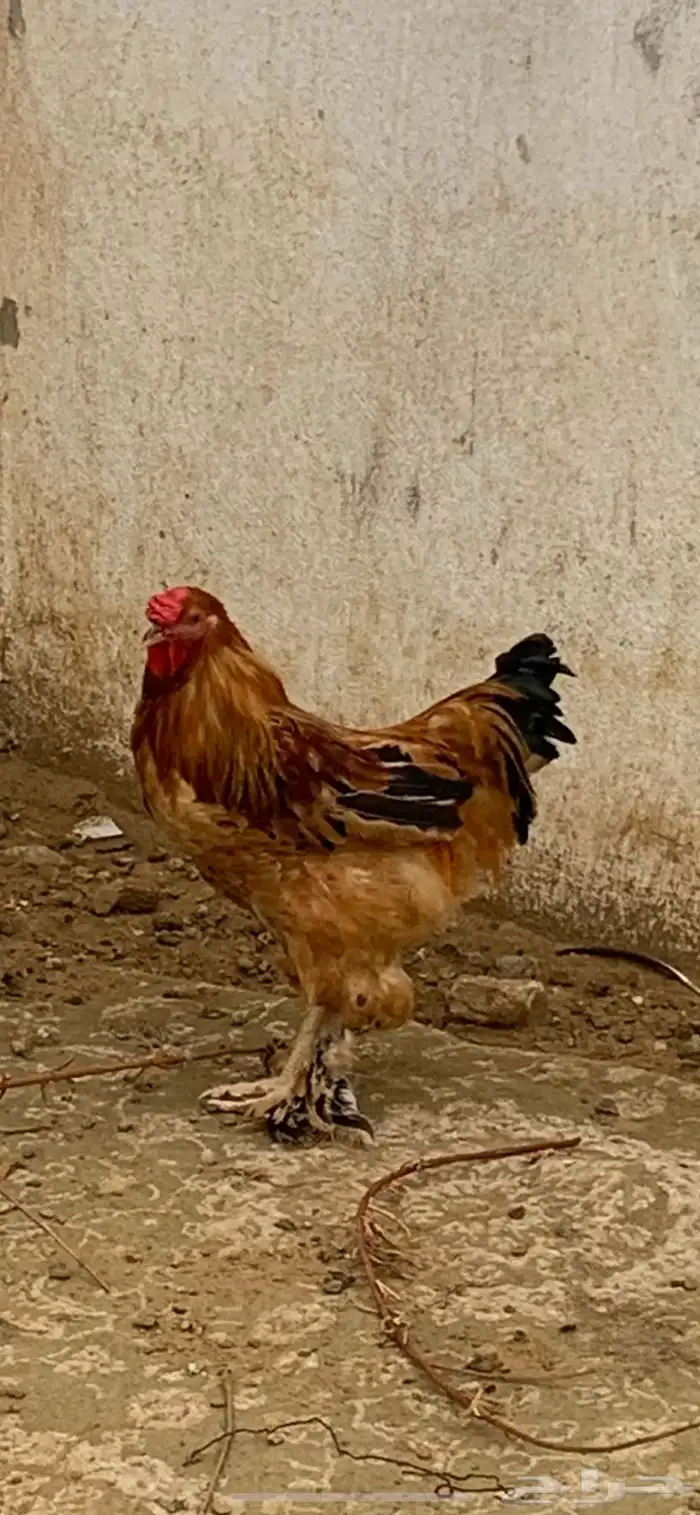ديك براهما 0