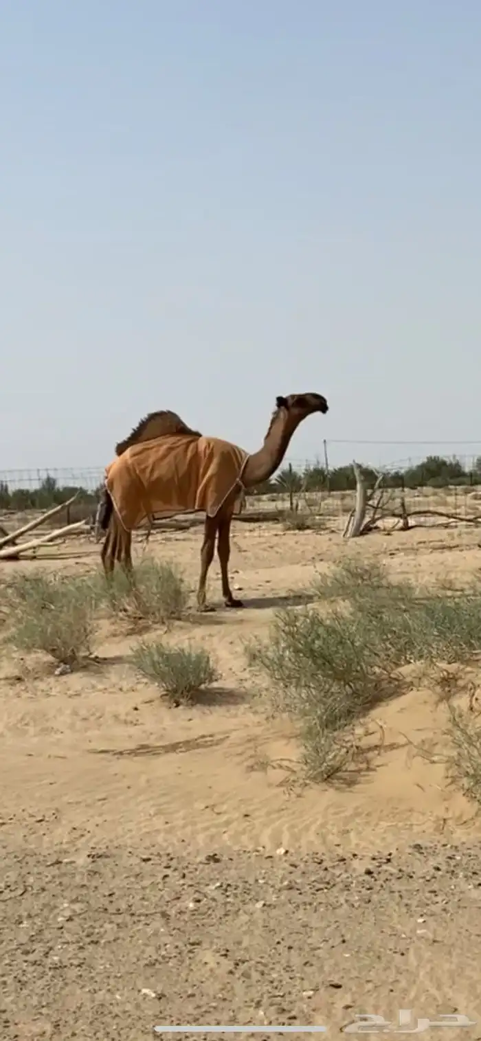 قعود سلاله الهدب 0