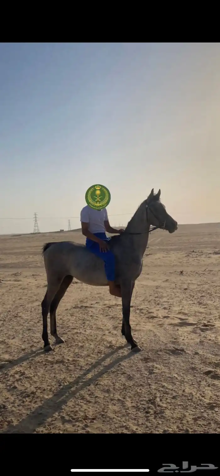 خيل 0