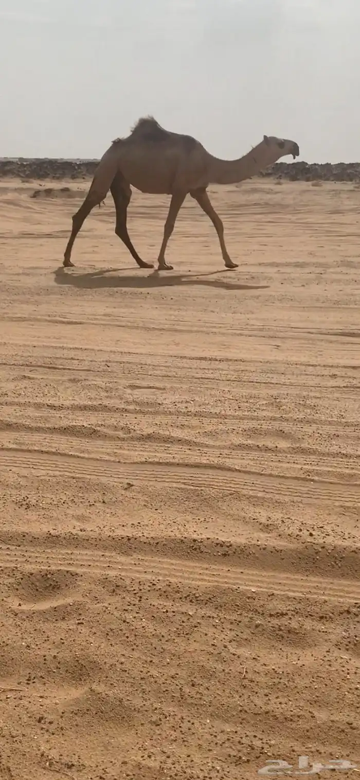 بكار مفاريد شقح باتليات 1