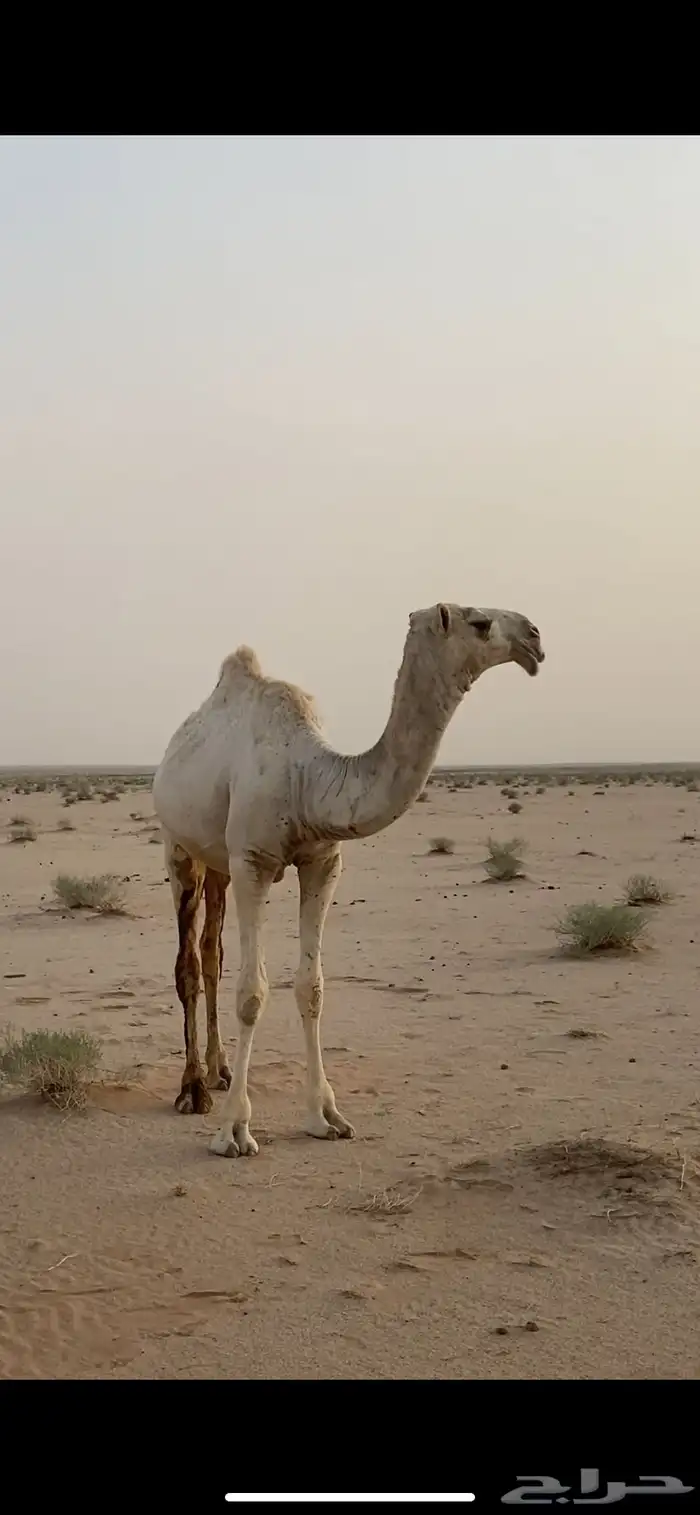 قعود كفو مفرود جده الازرق الموقع عفيف 0
