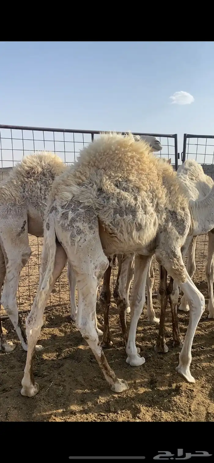 حشو تربية طيبة 4