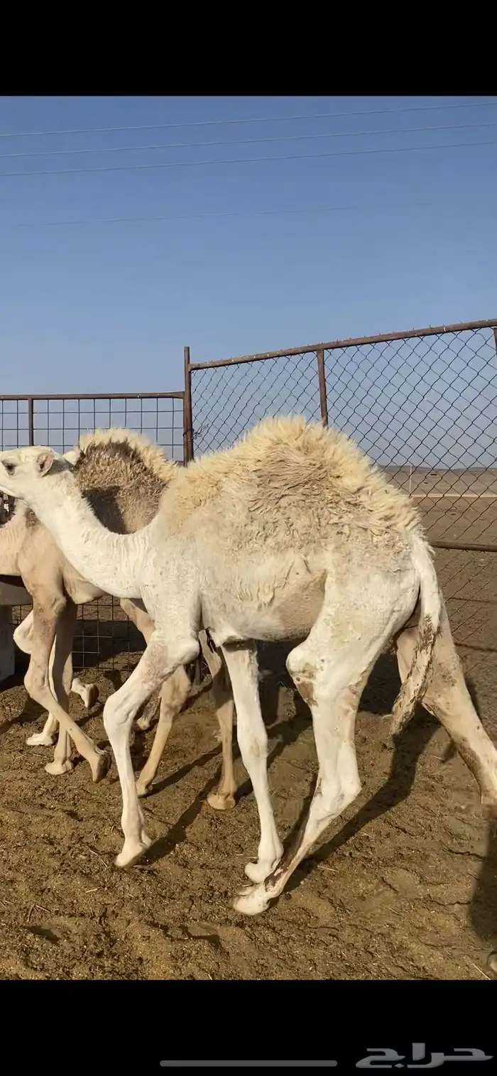 حشو تربية طيبة 2
