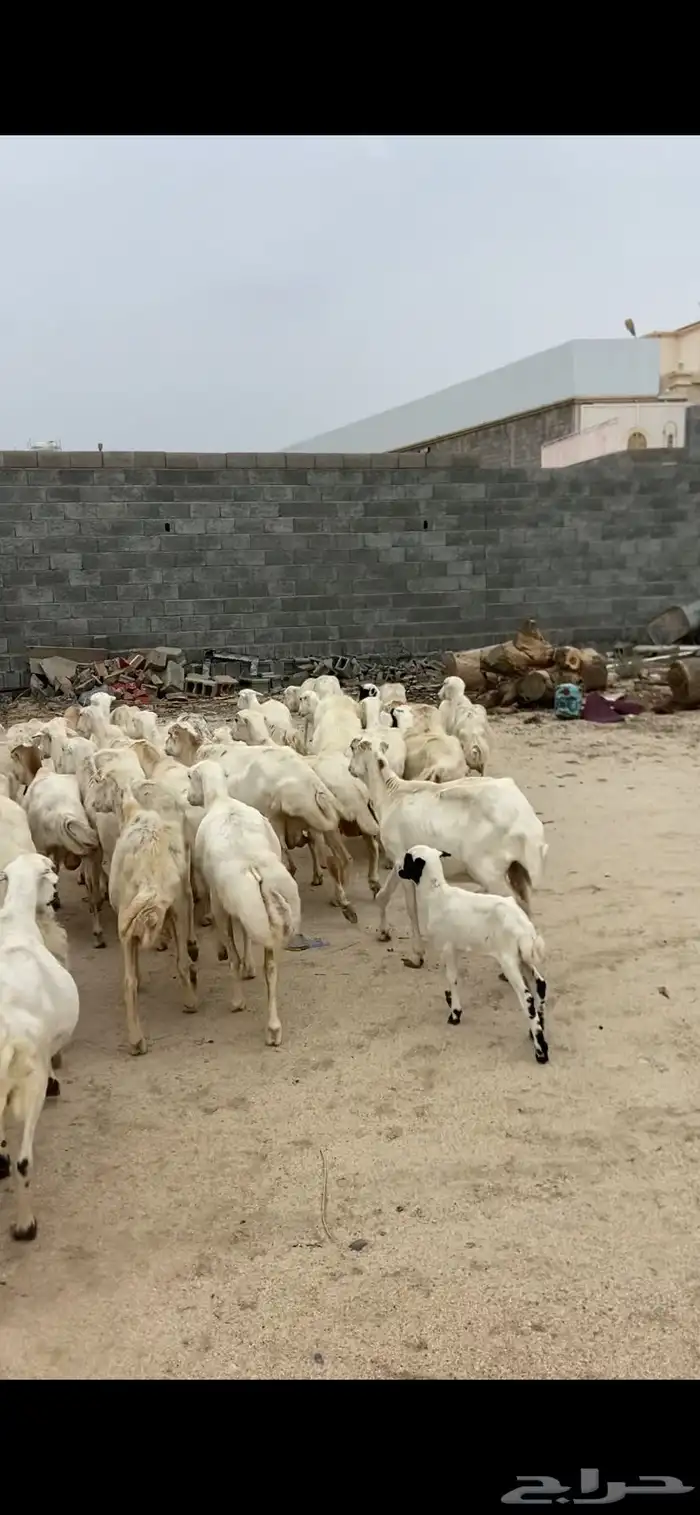 غنم للبيع رفد 4