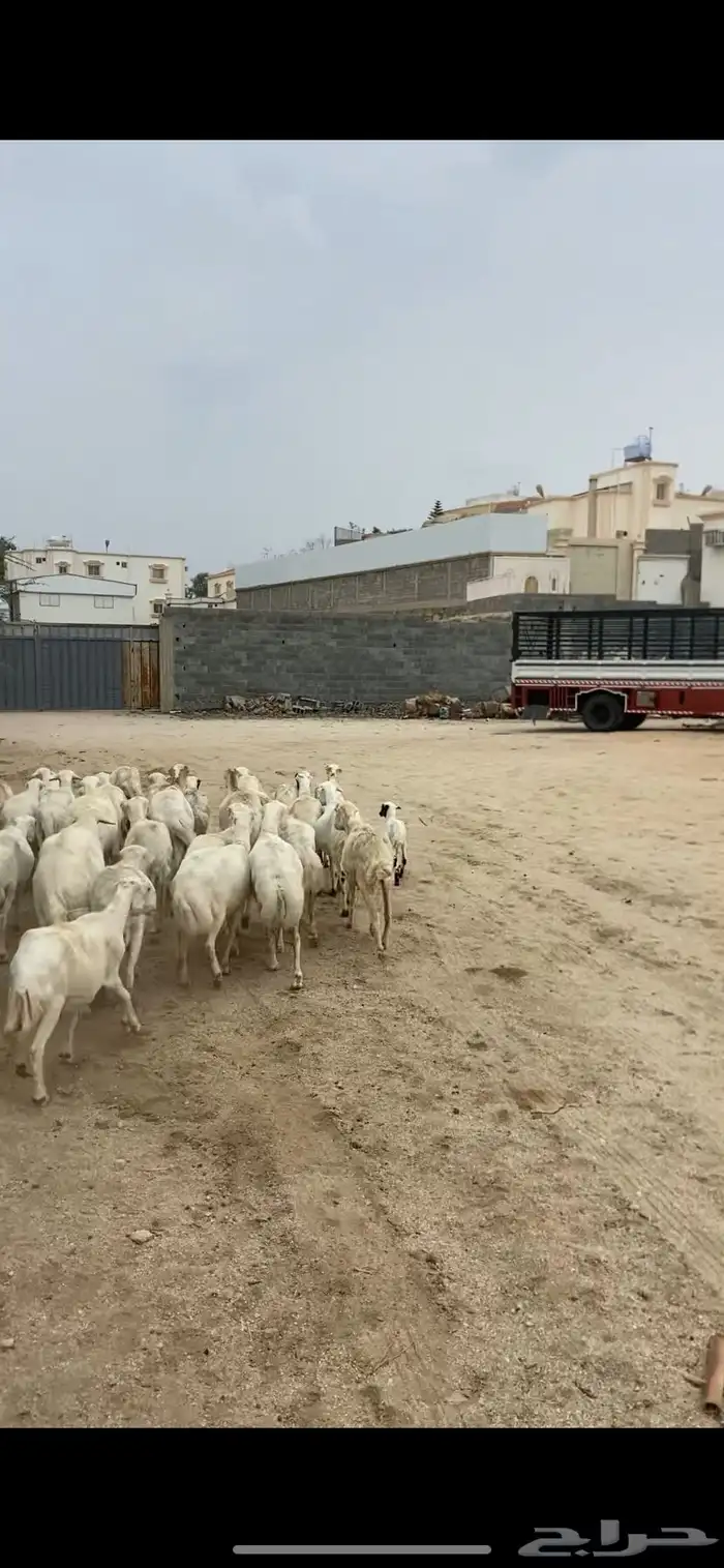 غنم للبيع رفد 3