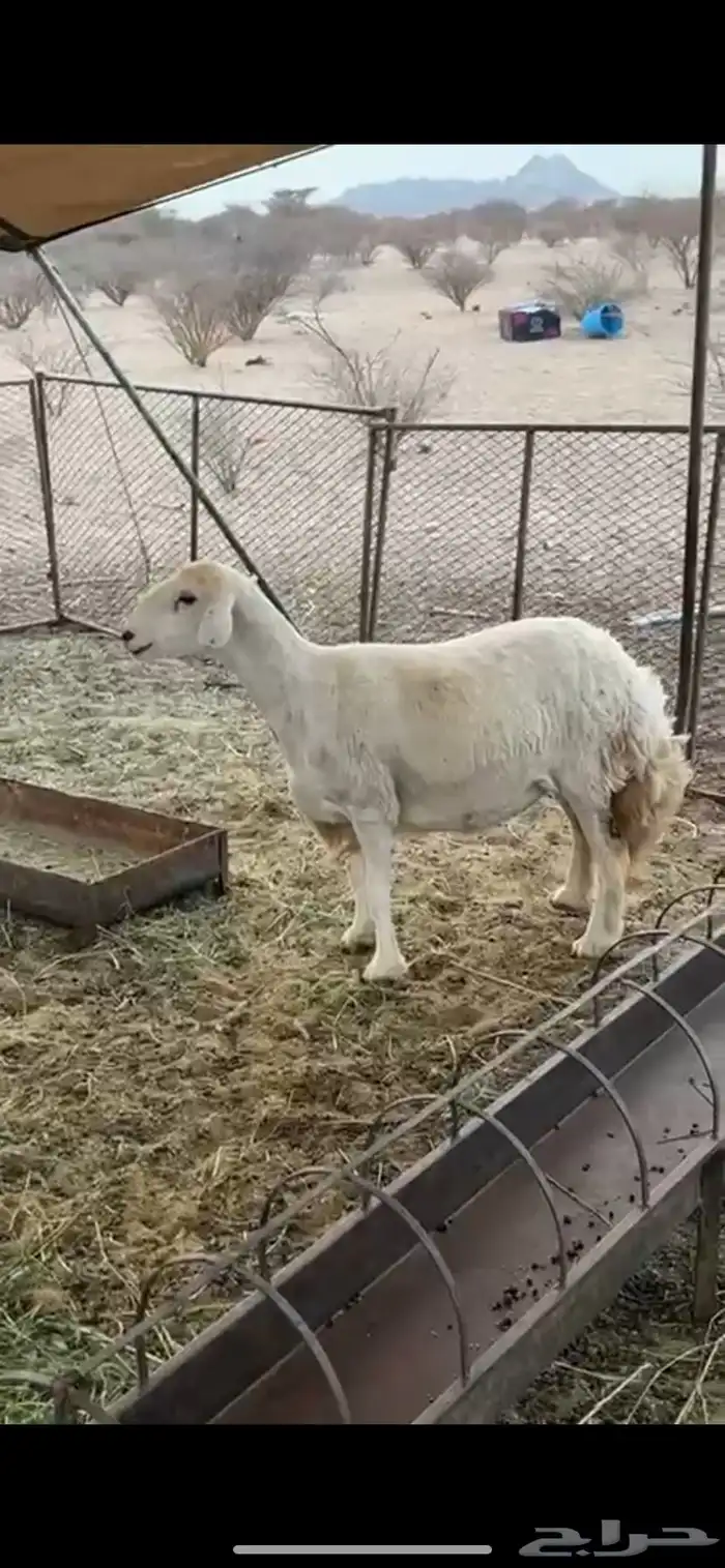 شاه للبيع سنها سديس الي يبي يقنا 1
