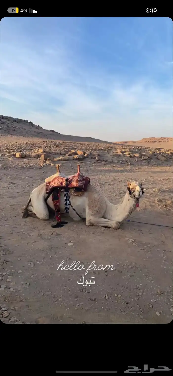 جمل حر للبيع 1
