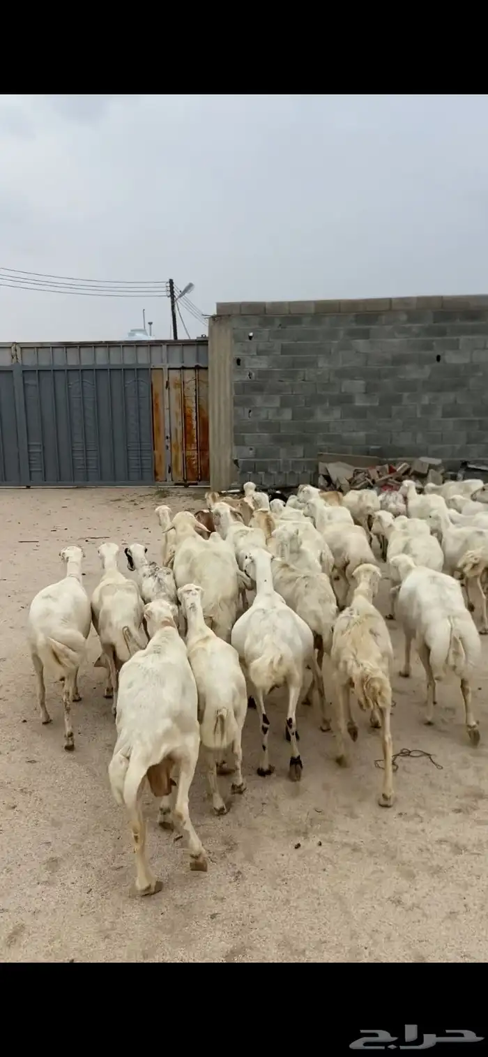 غنم للبيع رفد 5