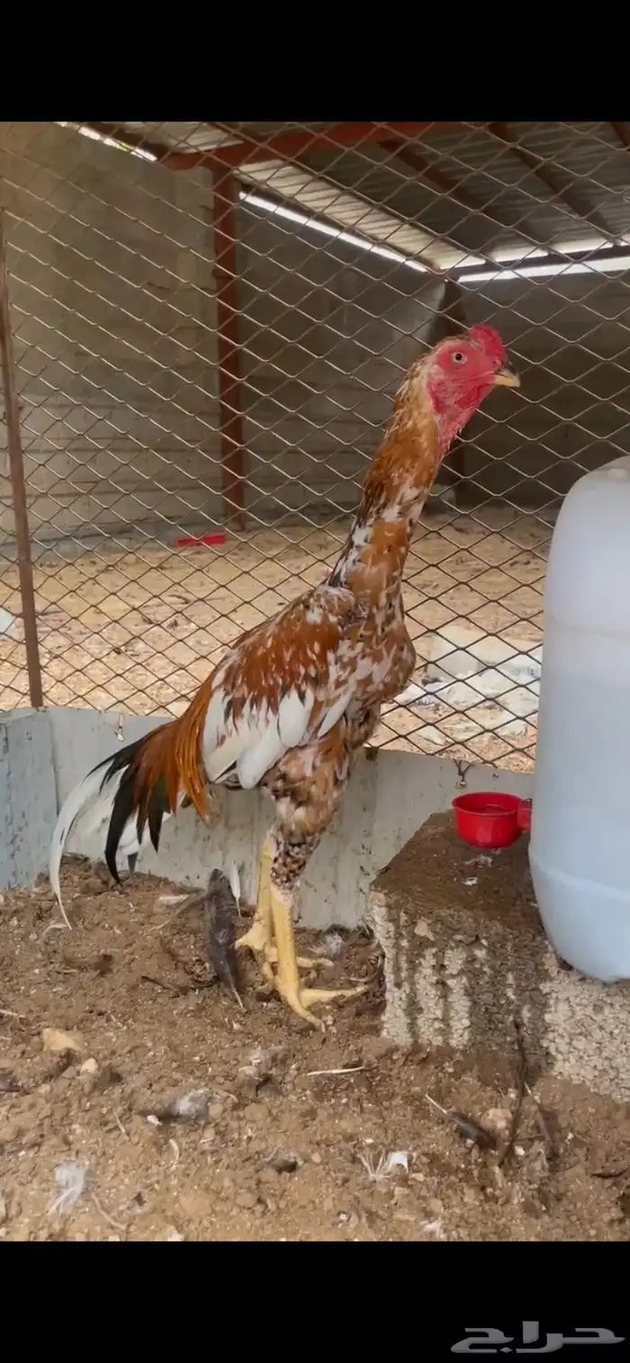 ذكور سندي للبيع 0