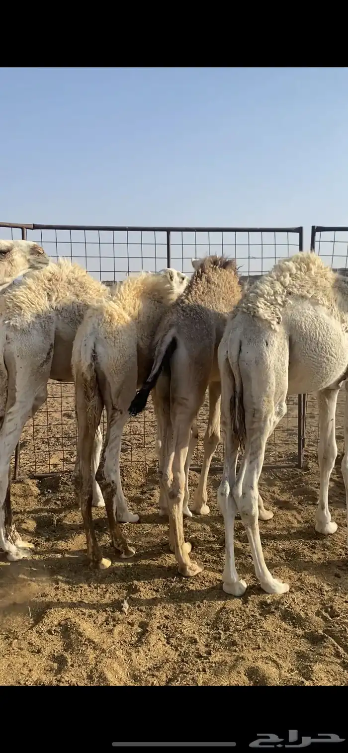 حشو تربية طيبة 6