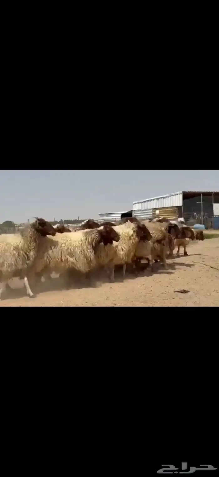 مراح غنم نعيم فاخره دفيع شرط فحص سونار 0