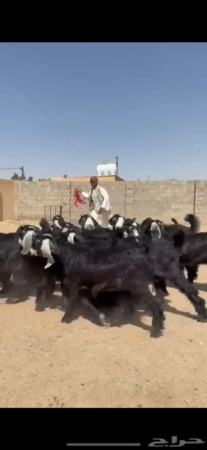 جذعات عوارض فااخره 2