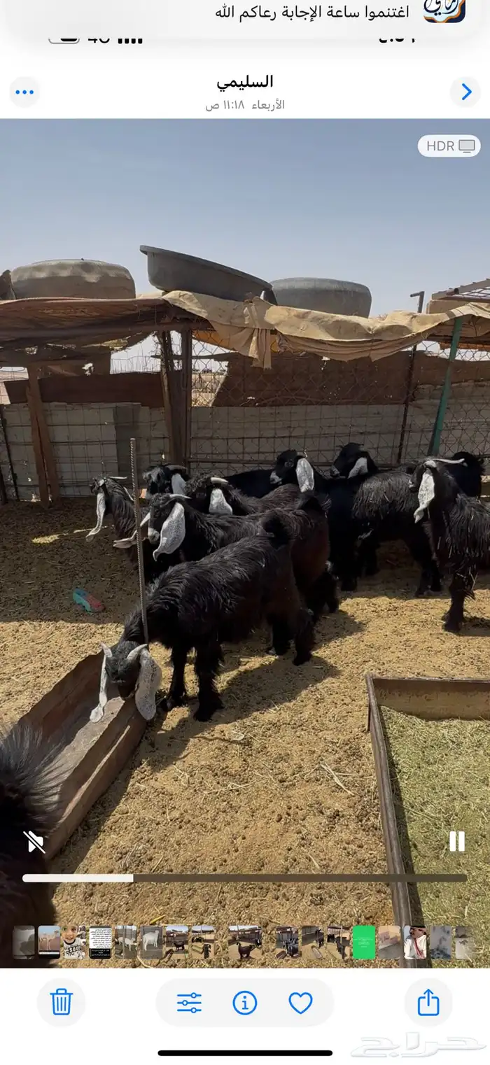 تيوس مخصية وجفار للبيع 0