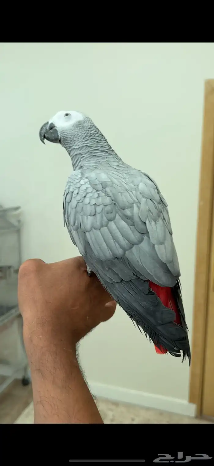 كاسكو متكلم 0