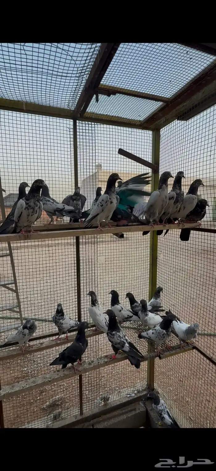 طبات باكستاني للبيع 0