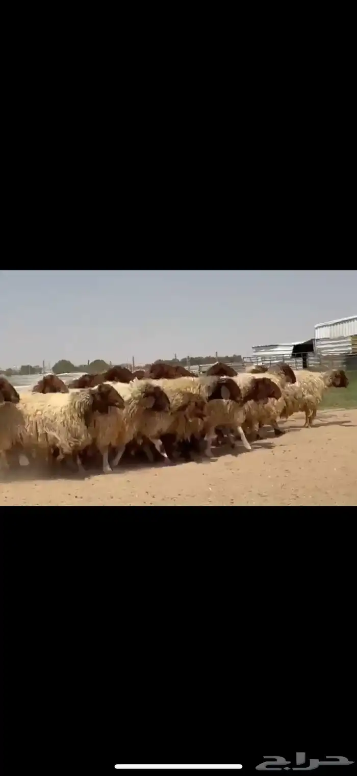 مراح غنم نعيم فاخره دفيع شرط فحص سونار 3