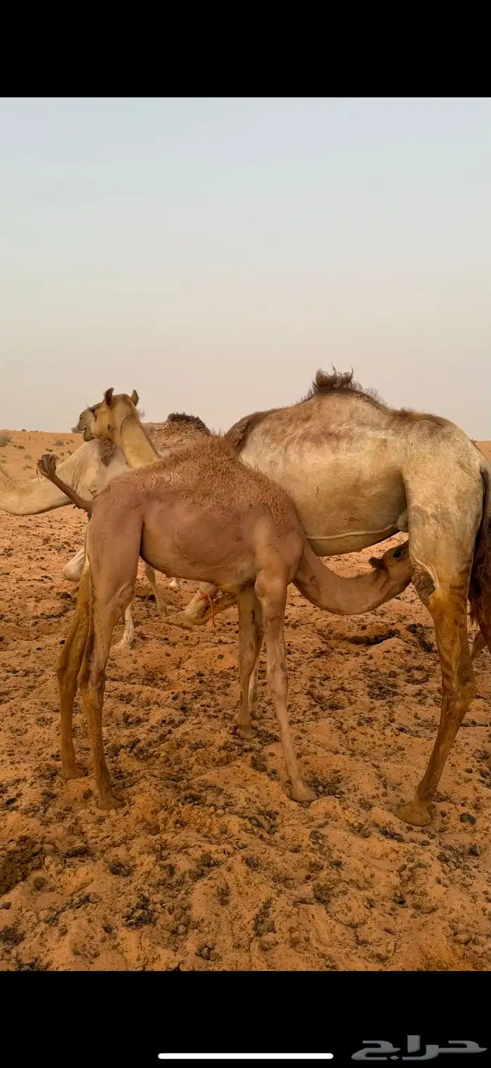 ناقه للبيع خلفه 1