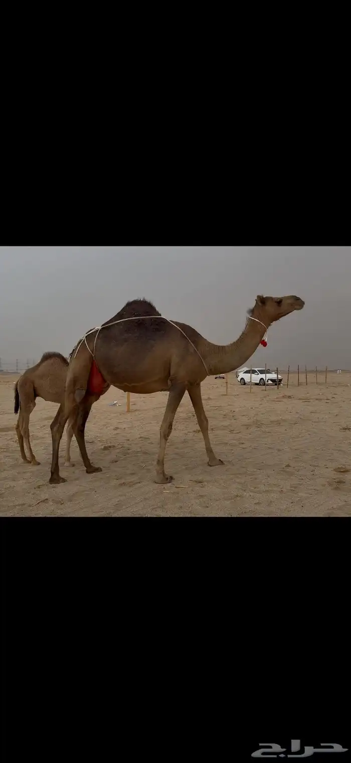 خلفه ساحليه حمرا منيحه صغيره سن(تم البيع) 1