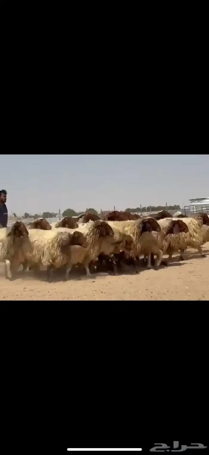 مراح غنم نعيم فاخره دفيع شرط فحص سونار 1