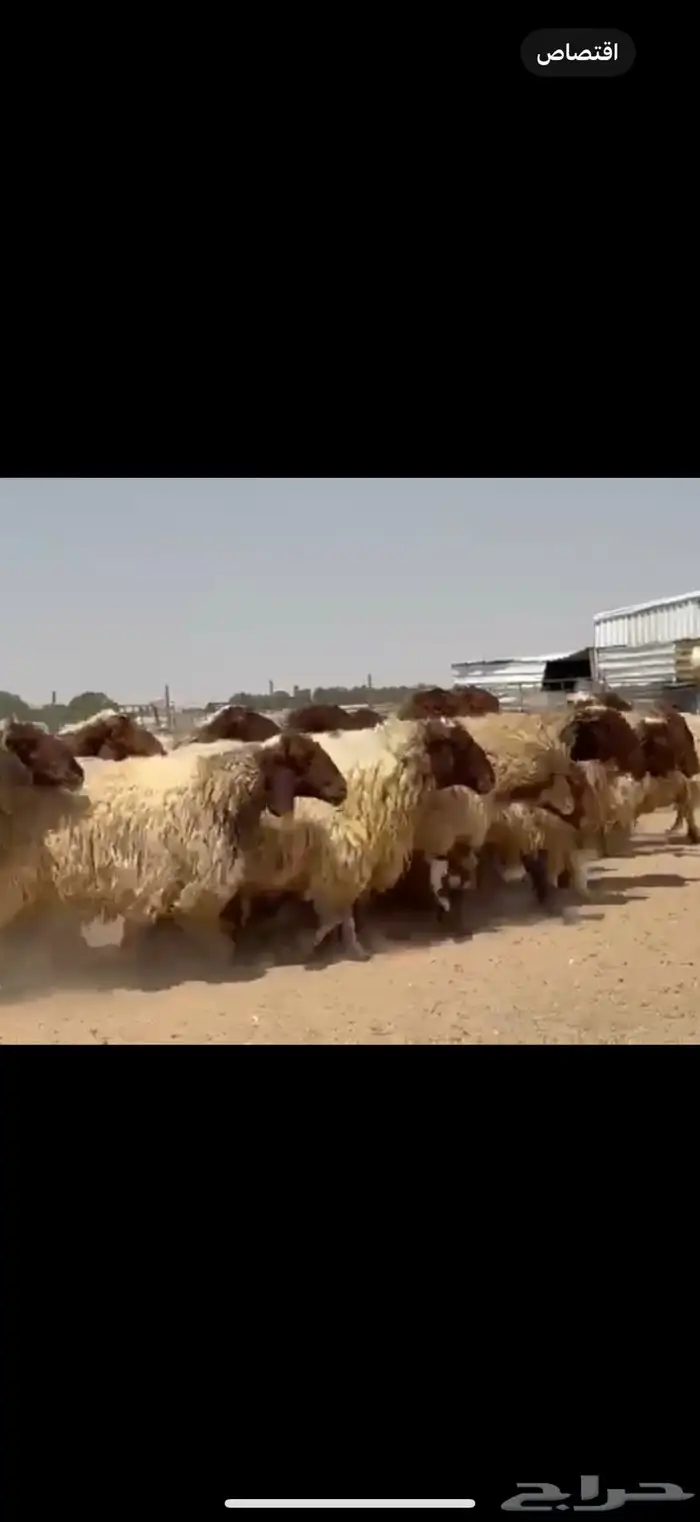 مراح غنم نعيم فاخره دفيع شرط فحص سونار 2
