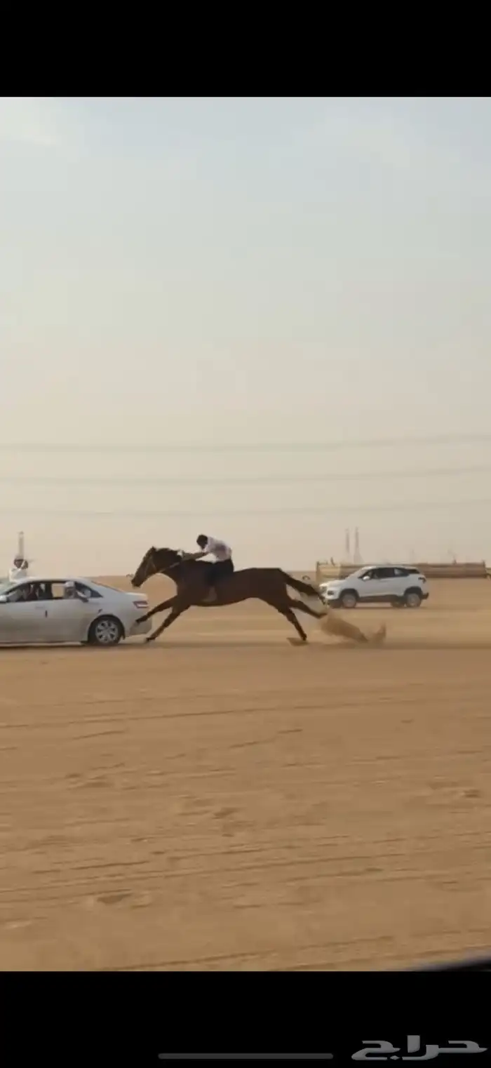الحصان للبيع 3