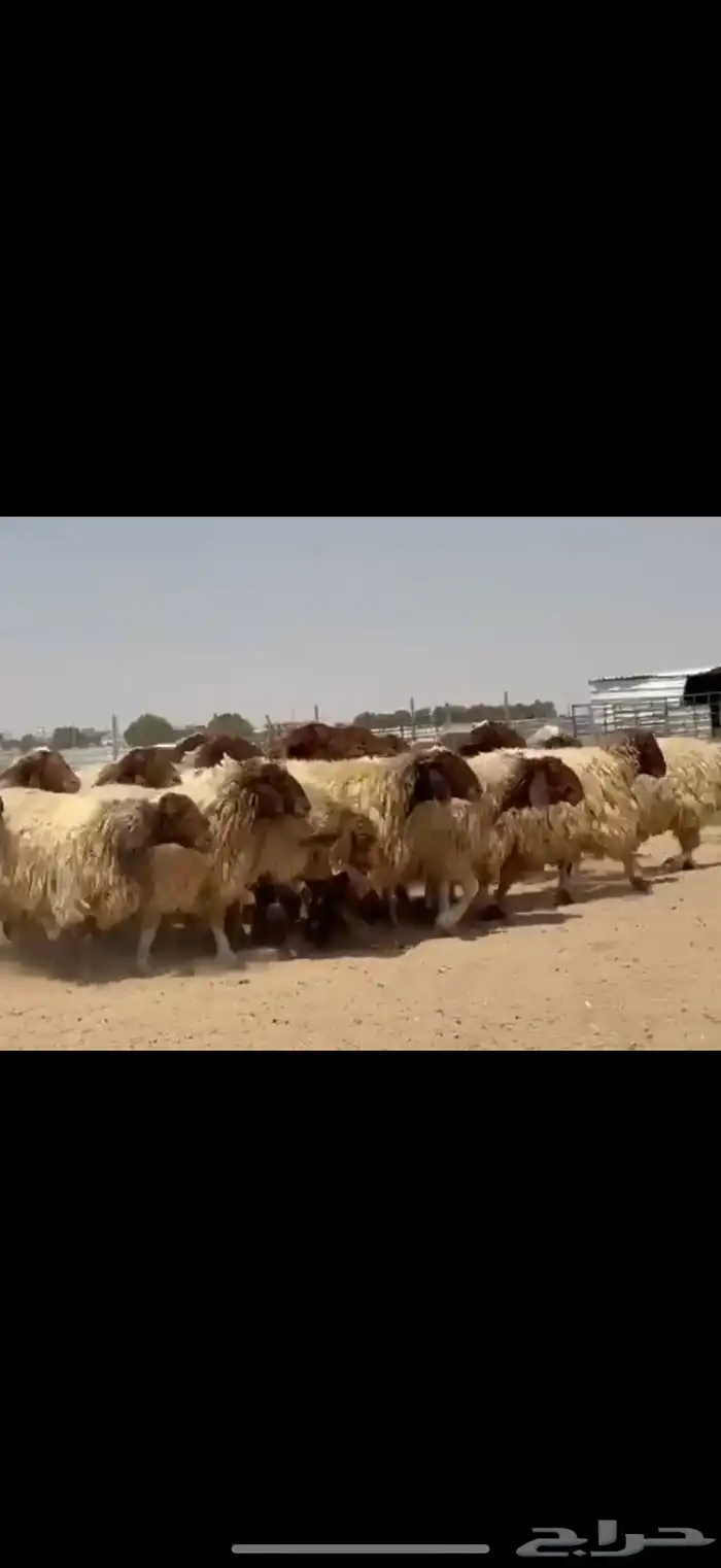 مراح غنم نعيم فاخره دفيع شرط فحص سونار 5