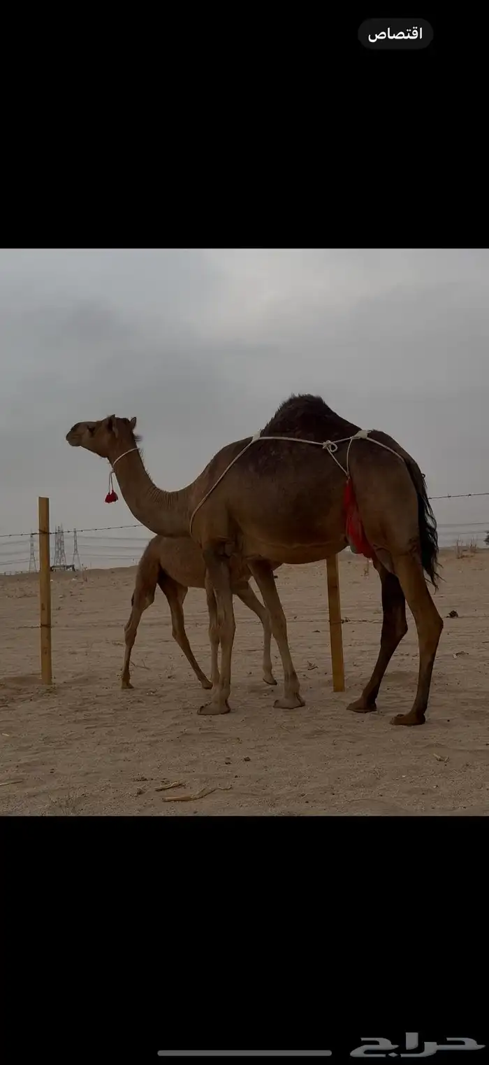 خلفه ساحليه حمرا منيحه صغيره سن(تم البيع) 0