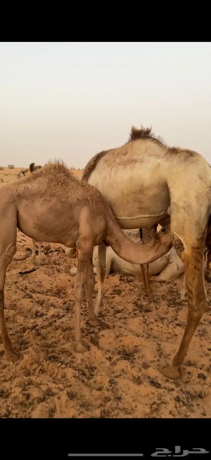 ناقه للبيع خلفه 0