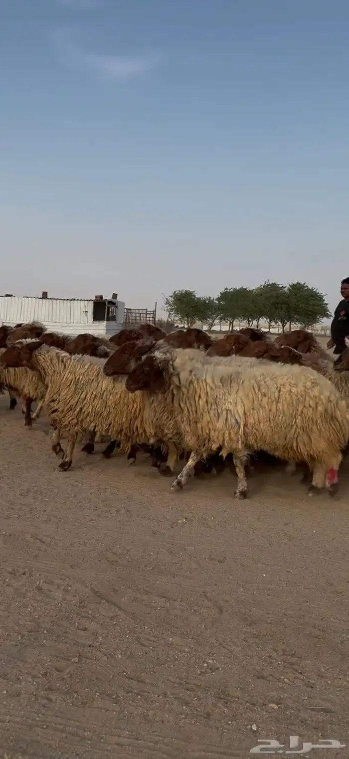 مراح غنم نعيم فاخره دفيع شرط فحص سونار 10